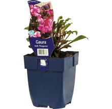 Gaura lindhheimeri ''florauros'' in een pot