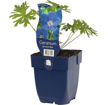 Geranium Johnsons Blue in een pot