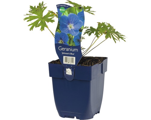 Geranium Johnsons Blue in een pot