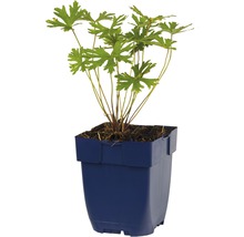 Geranium plant in een pot