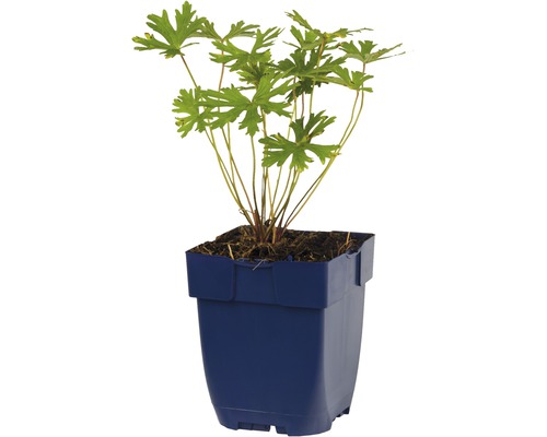 Geranium plant in een pot