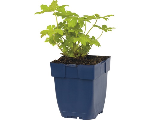 Geraniumplant in een pot