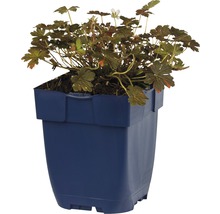 Geranium in pot