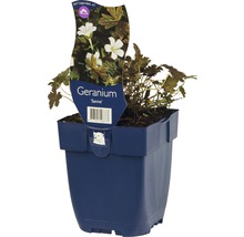 Geranium van het type Sanne in een pot