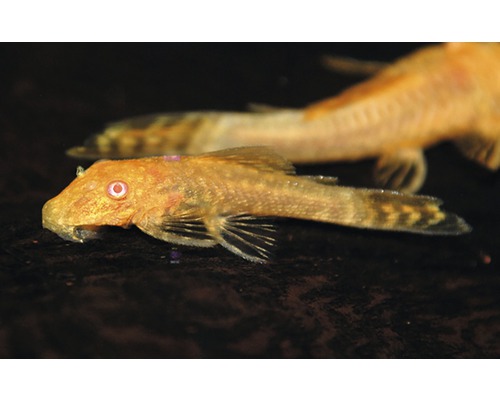 Gouden ancistrus algeneter S albino