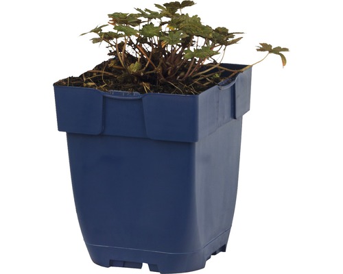 Geplante ooievaarsbek in een pot