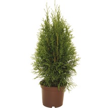 FLORASELF® Westerse levensboom Thuja occidentalis 'Smaragd' potmaat Ø12 cm