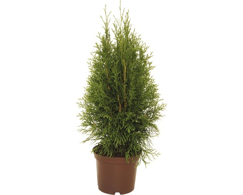 FLORASELF® Westerse levensboom Thuja occidentalis 'Smaragd' potmaat Ø12 cm