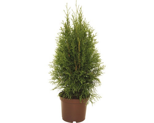 FLORASELF® Westerse levensboom Thuja occidentalis 'Smaragd' potmaat Ø12 cm Levensboom in pot