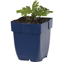 Geraniumplant in een blauwe pot