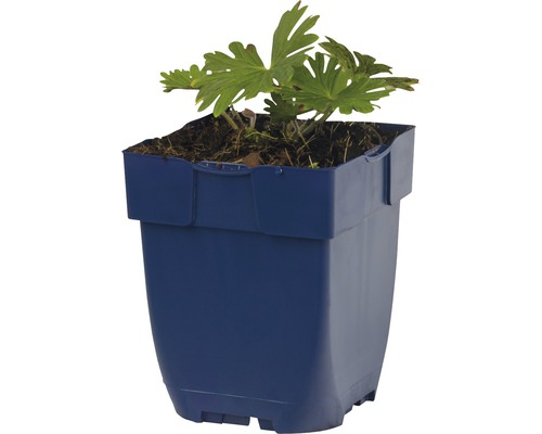 Geraniumplant in een blauwe pot