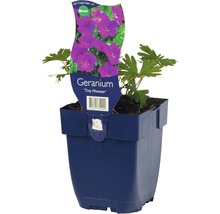 Geranium ''Tiny Monster'' in pot