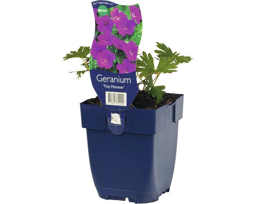 Geranium ''Tiny Monster'' in pot