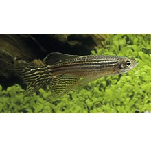 Zebradanio sluier M