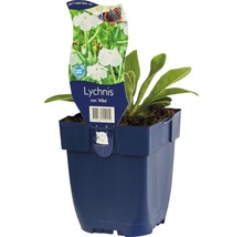 Gevulde koekoeksbloem in pot