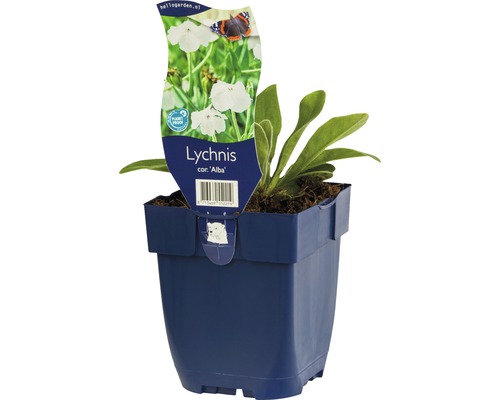 Gevulde koekoeksbloem in pot