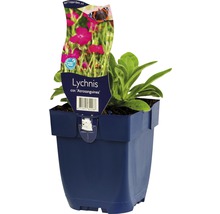 Gevulde koekoeksbloem in een pot