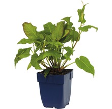 FLORASELF Duizendknoop Persicaria amplexicaule Ø 11 cm
