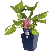 FLORASELF Duizendknoop Persicaria amplexicaule Ø 11 cm