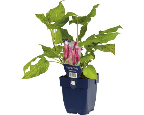 Duizendknoop plant in pot