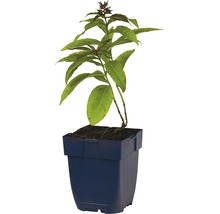 Afrikaanse blauwe basilicum in pot