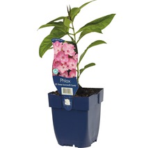 Vlambloem ''Sweet Summer Candy'' in pot