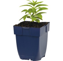 Jonge plant in pot voor de tuin