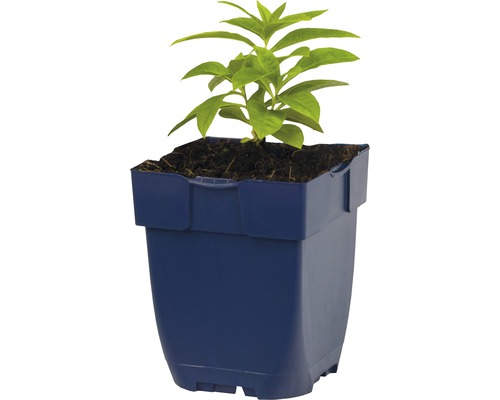 Jonge plant in pot voor de tuin