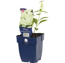 Phlox Sweet Summer Snow plant in pot