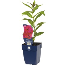 Vlambloem in pot