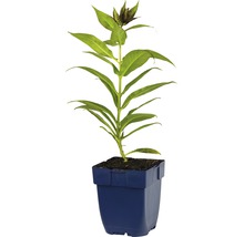 Blauwe potplant met groene bladeren en knoppen