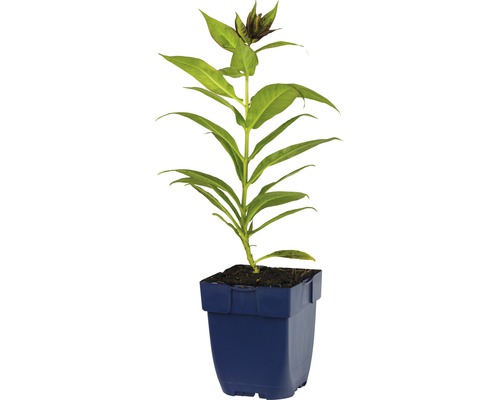 Blauwe potplant met groene bladeren en knoppen