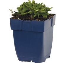Plant in een kunststof bloempot