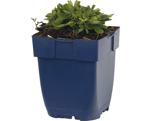 Plant in een kunststof bloempot