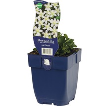 Potentilla in een pot