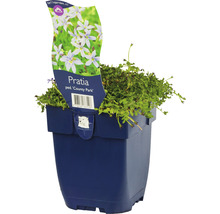 Pratia County Park plant in pot
