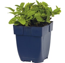 Plant in een blauwe plantenpot