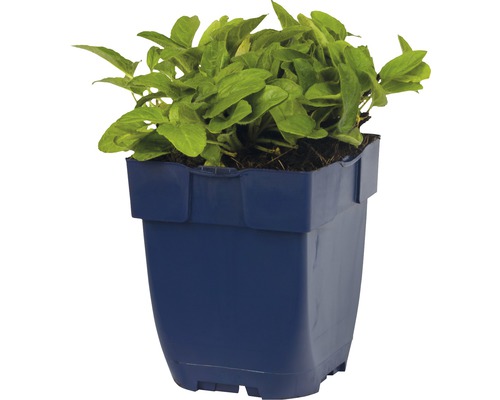 Plant in een blauwe plantenpot