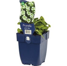 Prunella plant in blauwe pot