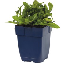 Rucola plant in pot