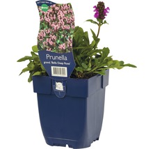 Blauwe dwerg сорта ''Bella Deep Rose'' in pot