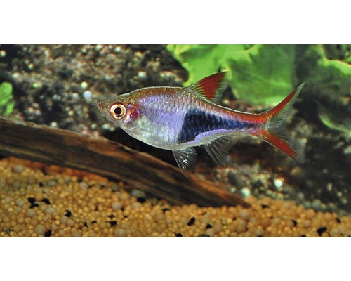 Kegelvlek rasbora M Kegelvlek rasbora M