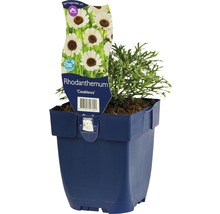 FLORASELF Margriet Rhodanthemum 'Casablanca' potmaat Ø 11 cm H 5-10 cm