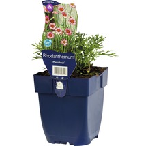 Rhodanthemum Marrakesh in pot
