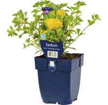 Sedum vaste plant ''Immergrünchen'' in pot