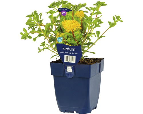 FLORASELF Vetkruid Sedum hybridum 'Immergrünchen' potmaat Ø 11 cm H 5-10 cm Sedum vaste plant ''Immergrünchen'' in pot