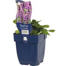 Stachys mon Hummelo in pot