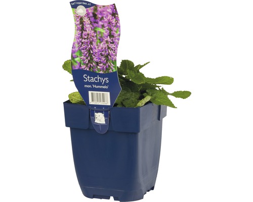 Stachys mon Hummelo in pot