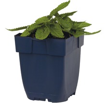 Coleus plant in een pot