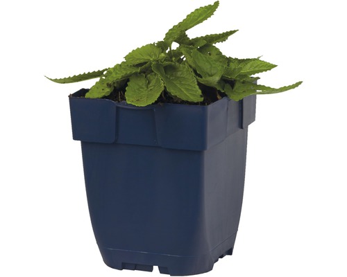 Coleus plant in een pot